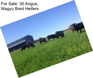 For Sale: 30 Angus, Wagyu Bred Heifers