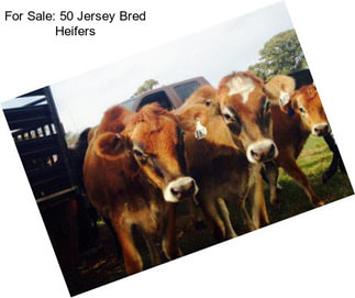 For Sale: 50 Jersey Bred Heifers