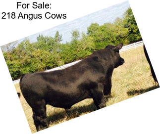 For Sale: 218 Angus Cows