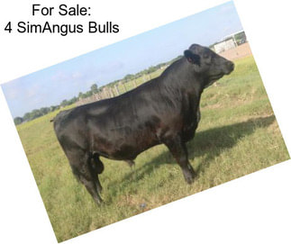 For Sale: 4 SimAngus Bulls
