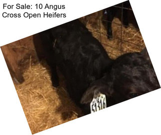 For Sale: 10 Angus Cross Open Heifers