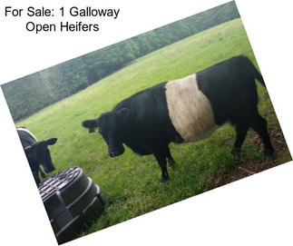 For Sale: 1 Galloway Open Heifers