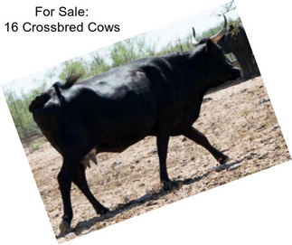 For Sale: 16 Crossbred Cows