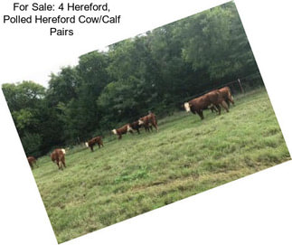 For Sale: 4 Hereford, Polled Hereford Cow/Calf Pairs