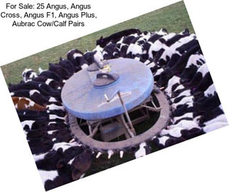 For Sale: 25 Angus, Angus Cross, Angus F1, Angus Plus, Aubrac Cow/Calf Pairs