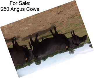 For Sale: 250 Angus Cows