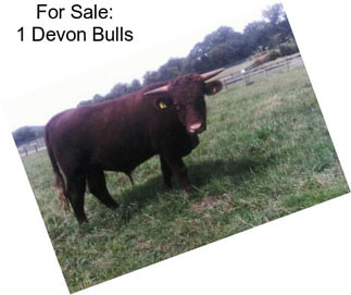 For Sale: 1 Devon Bulls