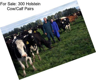 For Sale: 300 Holstein Cow/Calf Pairs