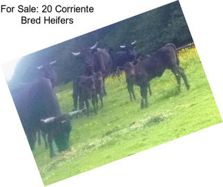 For Sale: 20 Corriente Bred Heifers