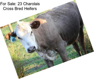 For Sale: 23 Charolais Cross Bred Heifers
