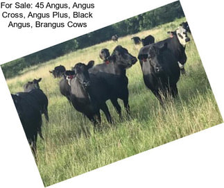 For Sale: 45 Angus, Angus Cross, Angus Plus, Black Angus, Brangus Cows