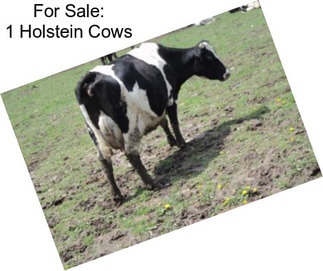 For Sale: 1 Holstein Cows