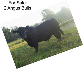 For Sale: 2 Angus Bulls