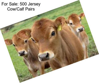 For Sale: 500 Jersey Cow/Calf Pairs