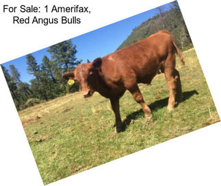 For Sale: 1 Amerifax, Red Angus Bulls