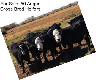 For Sale: 50 Angus Cross Bred Heifers