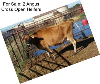 For Sale: 2 Angus Cross Open Heifers