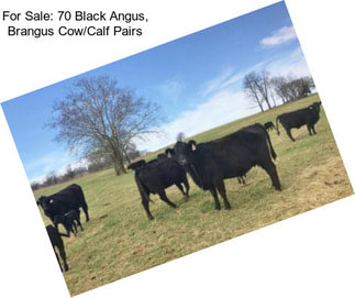 For Sale: 70 Black Angus, Brangus Cow/Calf Pairs