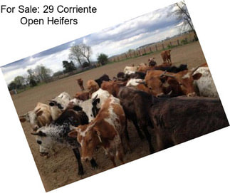 For Sale: 29 Corriente Open Heifers