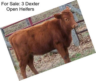 For Sale: 3 Dexter Open Heifers