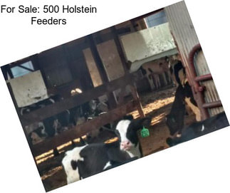 For Sale: 500 Holstein Feeders