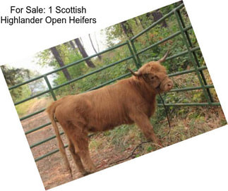 For Sale: 1 Scottish Highlander Open Heifers