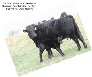 For Sale: 150 Aubrac, Balancer, Barzona, Beef Friesian, Beefalo, Beefmaster Open Heifers