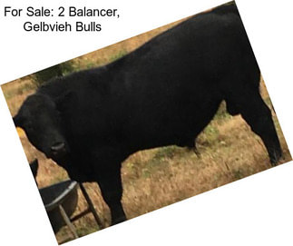 For Sale: 2 Balancer, Gelbvieh Bulls