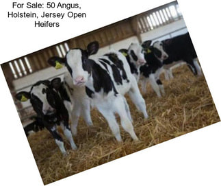 For Sale: 50 Angus, Holstein, Jersey Open Heifers