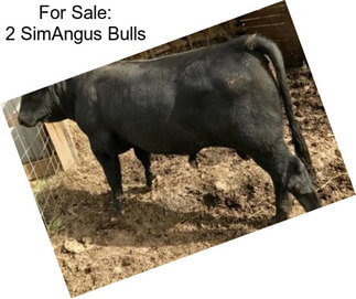 For Sale: 2 SimAngus Bulls