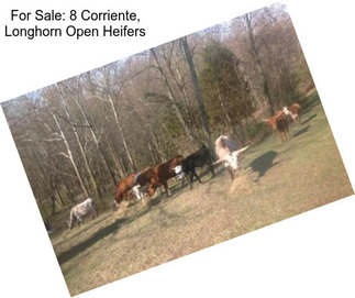 For Sale: 8 Corriente, Longhorn Open Heifers