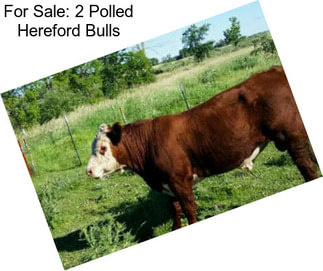 For Sale: 2 Polled Hereford Bulls