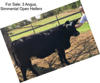 For Sale: 3 Angus, Simmental Open Heifers