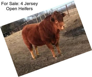 For Sale: 4 Jersey Open Heifers