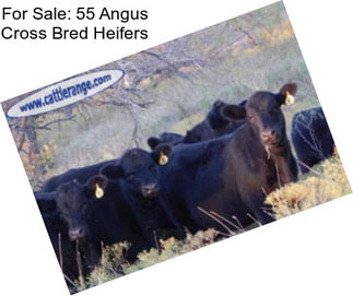 For Sale: 55 Angus Cross Bred Heifers
