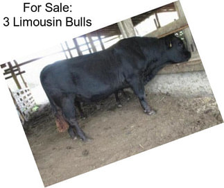 For Sale: 3 Limousin Bulls