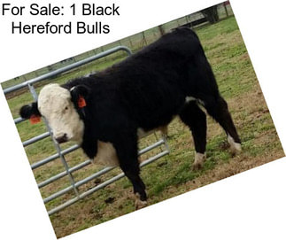 For Sale: 1 Black Hereford Bulls