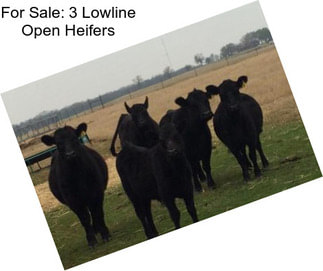 For Sale: 3 Lowline Open Heifers