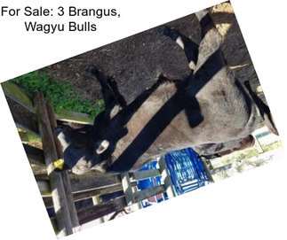 For Sale: 3 Brangus, Wagyu Bulls