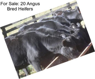 For Sale: 20 Angus Bred Heifers