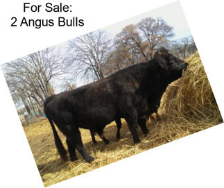 For Sale: 2 Angus Bulls