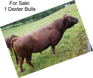 For Sale: 1 Dexter Bulls