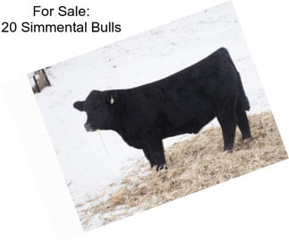 For Sale: 20 Simmental Bulls