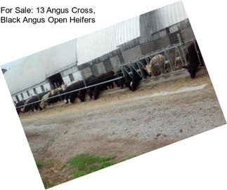 For Sale: 13 Angus Cross, Black Angus Open Heifers