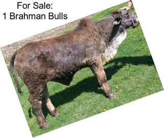 For Sale: 1 Brahman Bulls