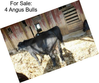 For Sale: 4 Angus Bulls