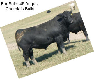 For Sale: 45 Angus, Charolais Bulls