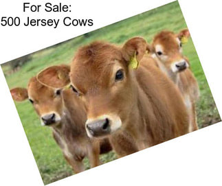 For Sale: 500 Jersey Cows