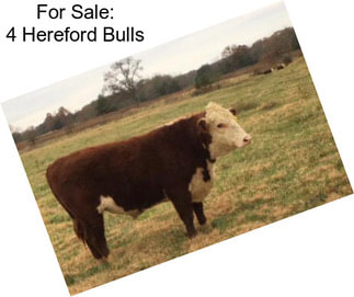 For Sale: 4 Hereford Bulls