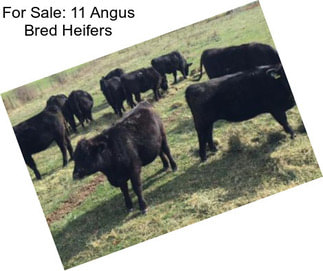 For Sale: 11 Angus Bred Heifers